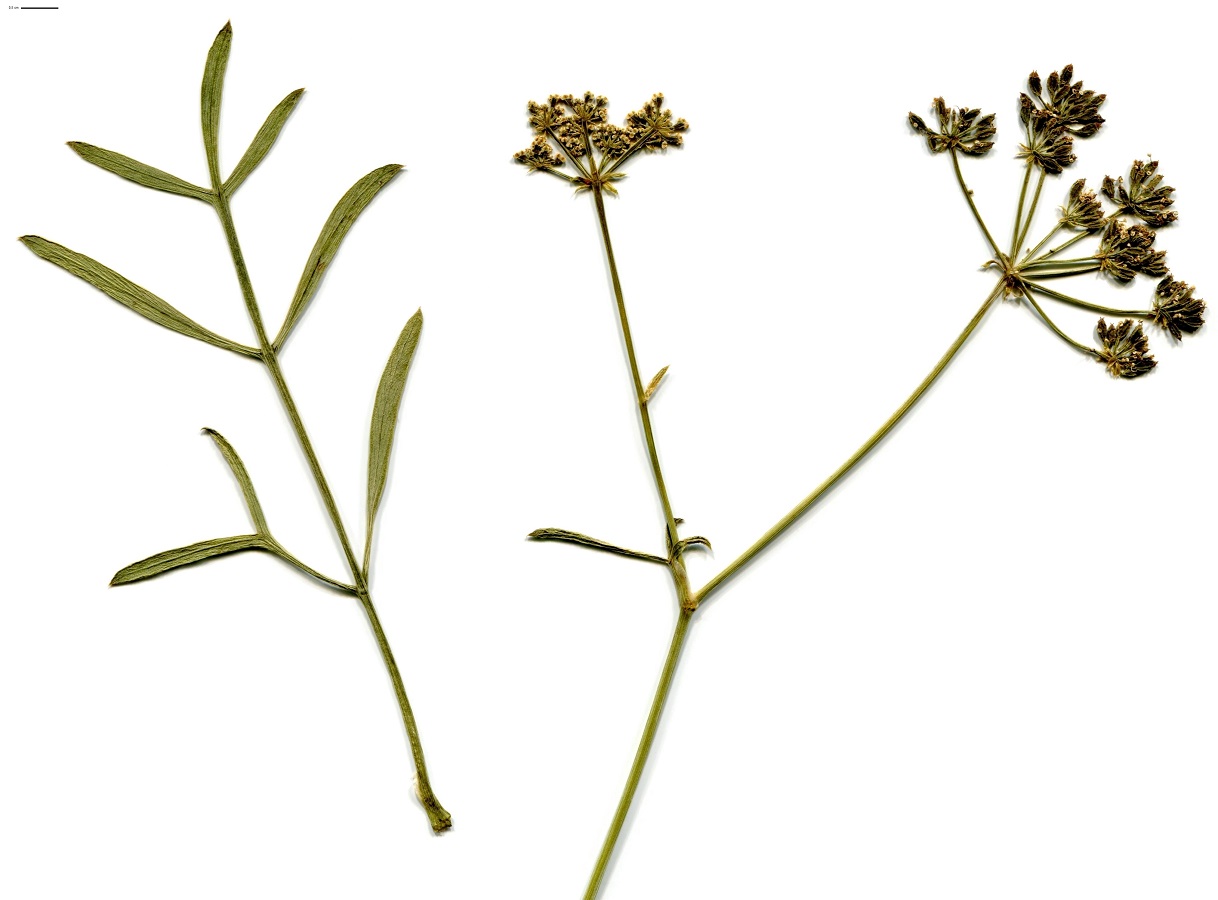 Crithmum maritimum (Apiaceae)
